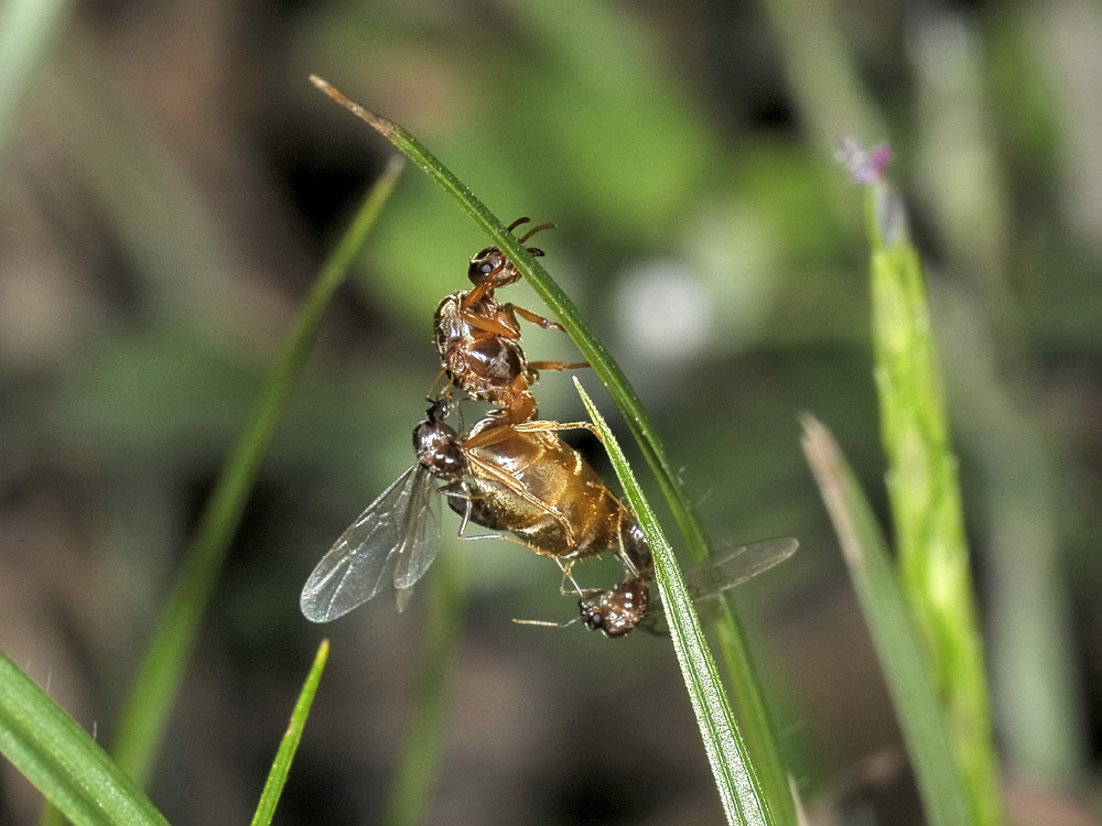 Lasius sp. Copula e dismissione dell''abito nuziale